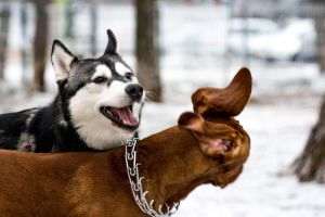 TradeVille: Chewy - rezultate susţinute de creşterea numărului de clienţi activi